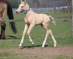 stallion Dirty Dancer AS (Mecklenburg, 2018, from D'Olympic)