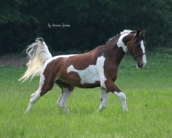 jumper Sambuca (Warmblutschecke (Equus Int.), 2005)