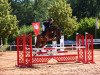 jumper Balou's Eins mouse (Oldenburg show jumper, 2012, from Balou du Rouet)