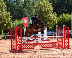 jumper Balou's Eins mouse (Oldenburger Springpferd, 2012, from Balou du Rouet)