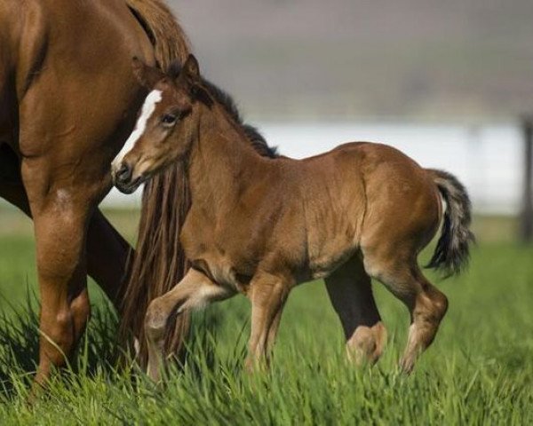 horse Stute von Dundeel xx (Thoroughbred, 2015, from Dundeel xx)