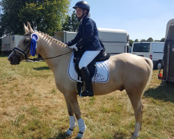 dressage horse Golden Capri J (German Riding Pony, 2010, from Gold of Capri)