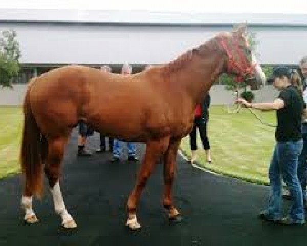 broodmare Miss Helsinki xx (Thoroughbred, 2009, from Hussonet xx)