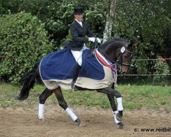 dressage horse Decuma (Hanoverian, 2002, from Don Frederico)