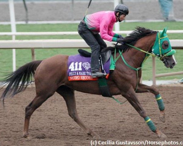 broodmare Nuovo Record xx (Thoroughbred, 2011, from Heart´s Cry xx)