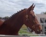 Springpferd Berenice T CH (Schweizer Warmblut, 2008, von Zürich)