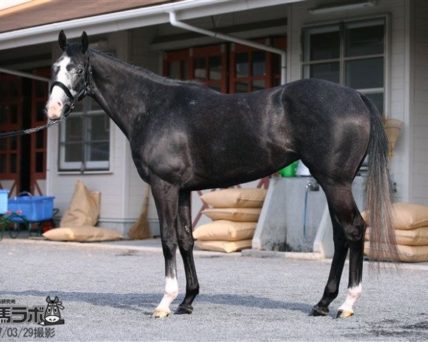 horse Admire Miyabi xx (Thoroughbred, 2014, from Heart´s Cry xx)