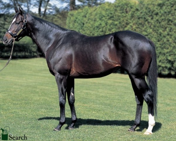 stallion Heart´s Cry xx (Thoroughbred, 2001, from Sunday Silence xx)