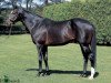 stallion Heart´s Cry xx (Thoroughbred, 2001, from Sunday Silence xx)