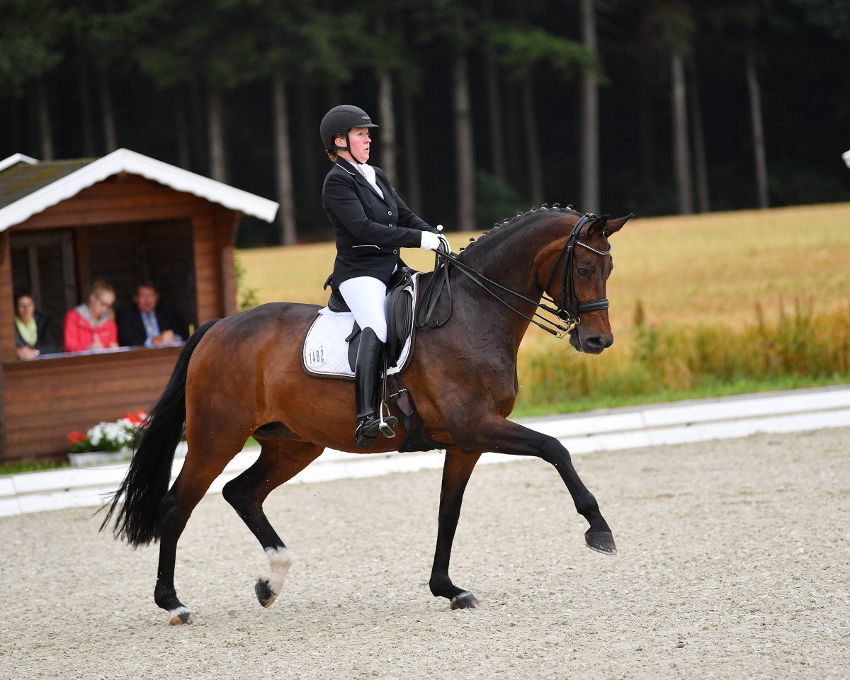 broodmare Solveigh 12 (Westphalian, 2007, from Sandro Hit)