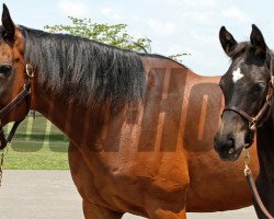 broodmare Dalicia xx (Thoroughbred, 2001, from Acatenango xx)