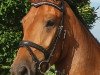 dressage horse Toffyfee 4 (Hungarian Warmblood, 2012)