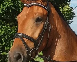 dressage horse Toffyfee 4 (Hungarian Warmblood, 2012)