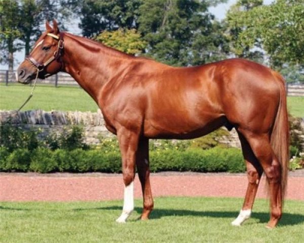 stallion Leroidesanimaux xx (Thoroughbred, 2000, from Candy Stripes xx)