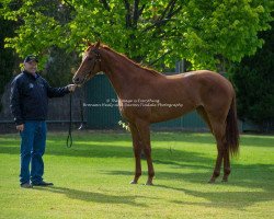 horse Earth Angel xx (Thoroughbred, 2014, from Animal Kingdom xx)