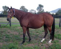 broodmare Miss Finland xx (Thoroughbred, 2003, from Redoute's Choice xx)