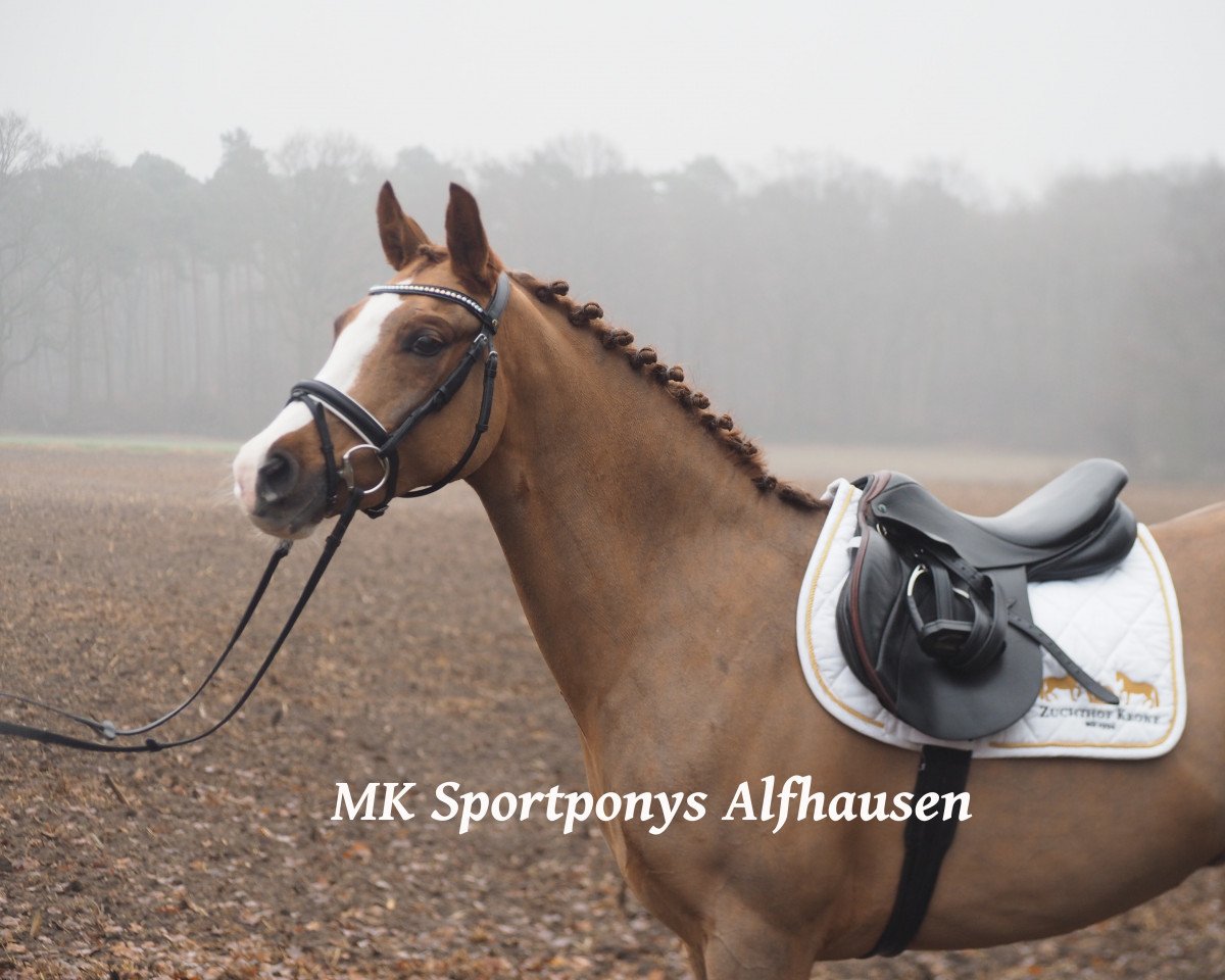 Dressurpferd Ronaldo 239 (Deutsches Reitpony, 2011, von Rakt's Rocky)