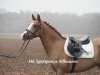 dressage horse Ronaldo 239 (German Riding Pony, 2011, from Rakt's Rocky)