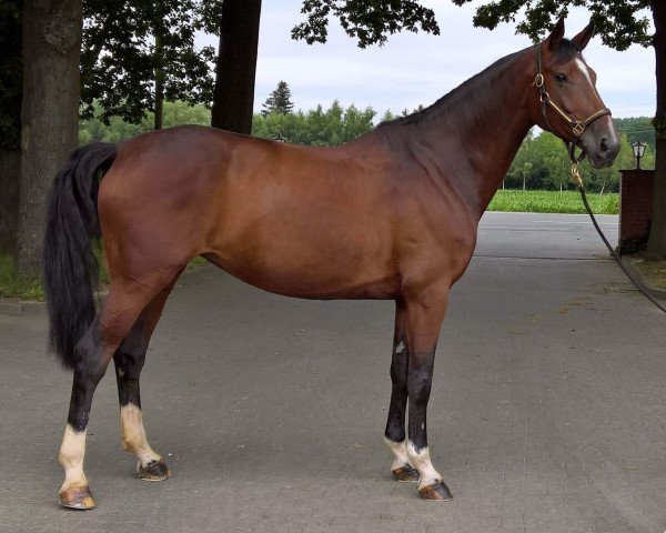 broodmare Salut Chaconne KW (Hanoverian, 2011, from Sergeant Pepper I)