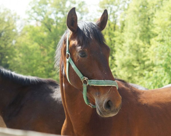 dressage horse Doolittle (Hanoverian, 2016, from Donatus)