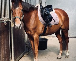 dressage horse Capriccio S (German Riding Pony, 1999, from Fs Chiwago)