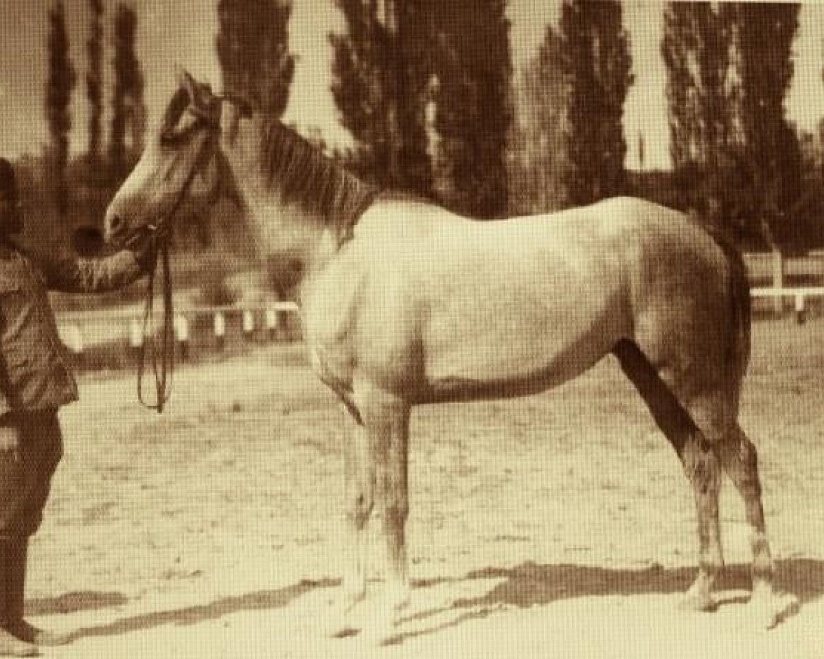 broodmare Nafaa ox (Arabian purebred, 1941, from Obeyan el Siefi DB)