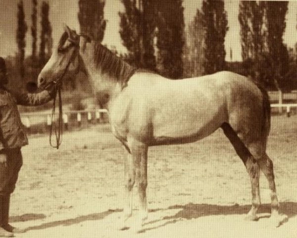 broodmare Nafaa ox (Arabian thoroughbred, 1941, from Obeyan el Siefi DB)