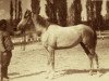 broodmare Nafaa ox (Arabian thoroughbred, 1941, from Obeyan el Siefi DB)