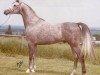 stallion Serenity Osiris EAO (Arabian thoroughbred, 1972, from Khofo 1965 EAO)