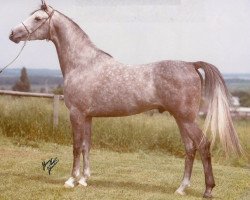 stallion Serenity Osiris EAO (Arabian thoroughbred, 1972, from Khofo 1965 EAO)