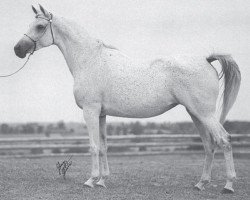 Zuchtstute SF Bint Mamlouka EAO (Vollblutaraber, 1959, von Mashhour 1941 RAS)