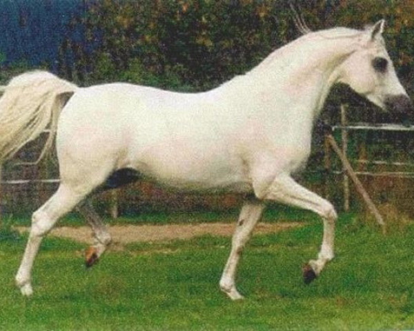 stallion Serenity Habib EAO (Arabian thoroughbred, 1983, from Khofo 1965 EAO)