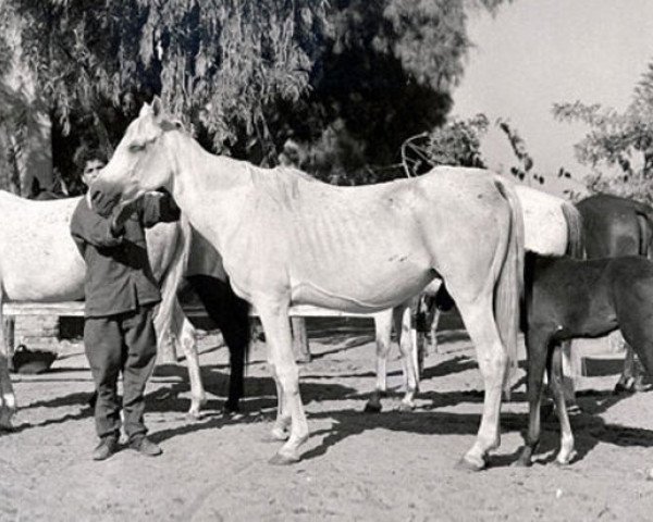 broodmare Rayana EAO (Arabian thoroughbred, 1949, from Ezzat EAO)
