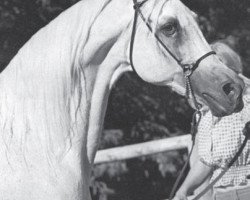 stallion SF Ibn Nazeer EAO (Arabian thoroughbred, 1953, from Nazeer 1934 RAS)