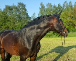 dressage horse Brodway K (Oldenburg, 2012, from Bretton Woods)