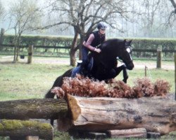 broodmare Moonlight 220 (German Riding Pony, 2000, from Black Boy)