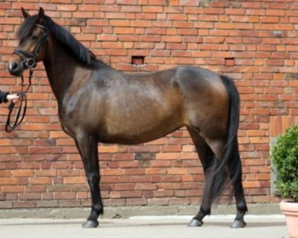 dressage horse Jule 318 (German Riding Pony, 2010)