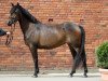 dressage horse Jule 318 (German Riding Pony, 2010)