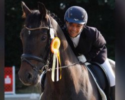 dressage horse Carino Piccolo (Westphalian, 2007, from Castellini)