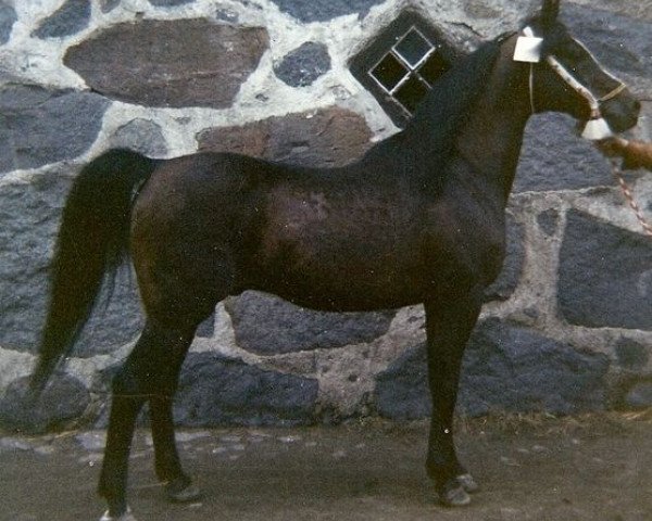 Deckhengst Nureddin ox 1540 (Vollblutaraber, 1953, von Witraz 1938 ox)