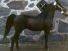 stallion Nureddin ox 1540 (Arabian thoroughbred, 1953, from Witraz 1938 ox)