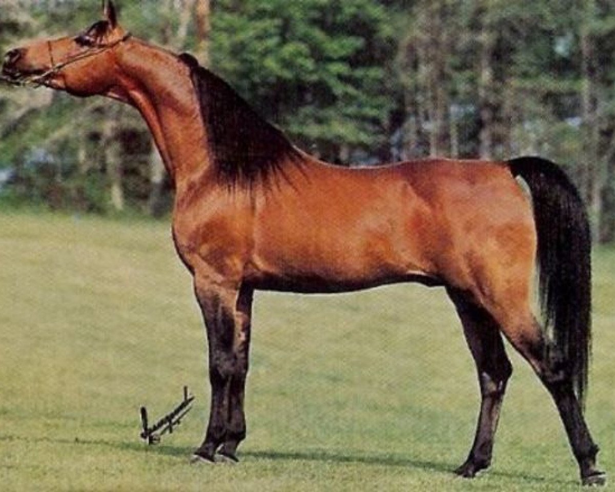 stallion Aladdin ox (Arabian purebred, 1975, from Nureddin ox 1540)