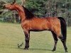 stallion Aladdin ox (Arabian thoroughbred, 1975, from Nureddin ox 1540)
