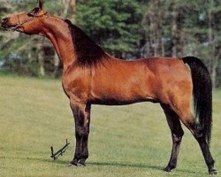 stallion Aladdin ox (Arabian thoroughbred, 1975, from Nureddin ox 1540)