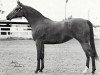 broodmare Jon-San Judizon ox (Arabian thoroughbred, 1970, from Galizon ox)