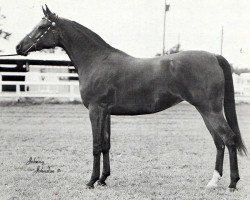 broodmare Jon-San Judizon ox (Arabian thoroughbred, 1970, from Galizon ox)