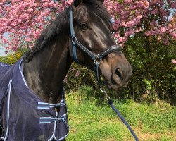 dressage horse De La Miga V (Westphalian, 2012, from Desiderius L)