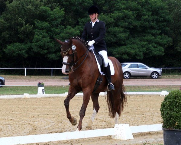 dressage horse Filou 2009 (Rhinelander, 2009, from Florenciano 6)
