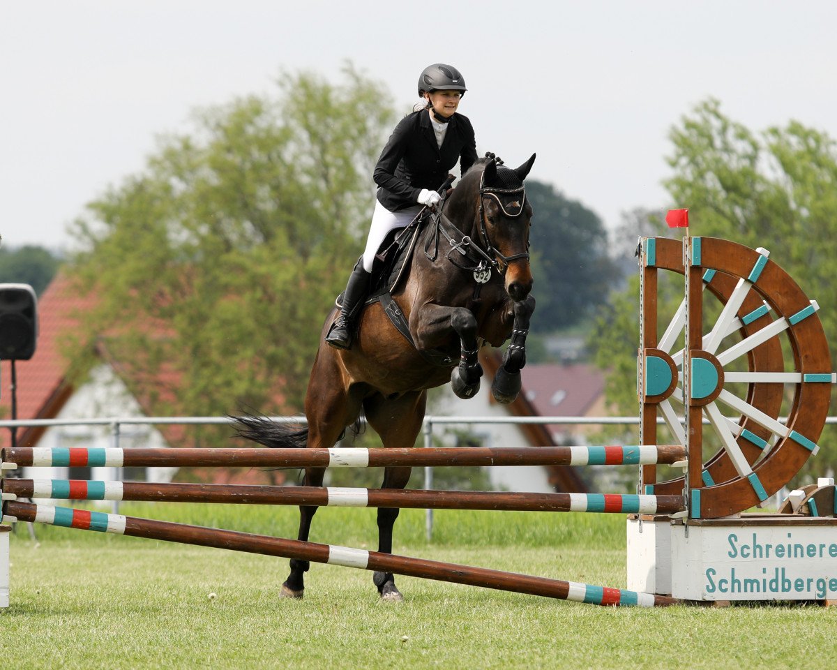 Springpferd PM Discovery (Ungarisches Warmblut, 2007, von Diamant de Semilly)
