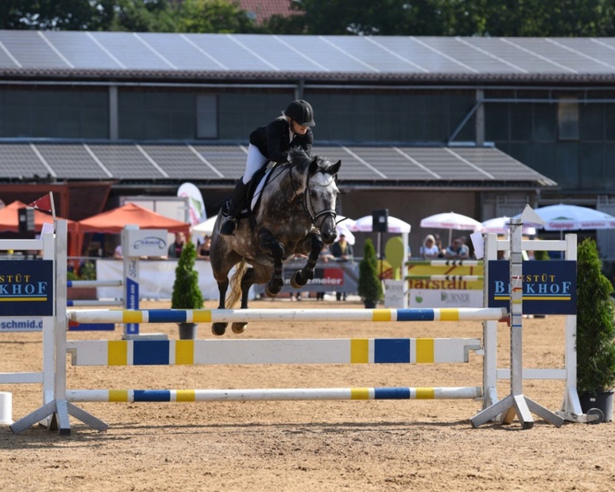 Springpferd Dea Lykkedal (Dänisches Warmblut, 2008, von Casillas 2)